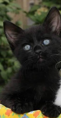 Dogwood Animal Rescue Project kitten adoption