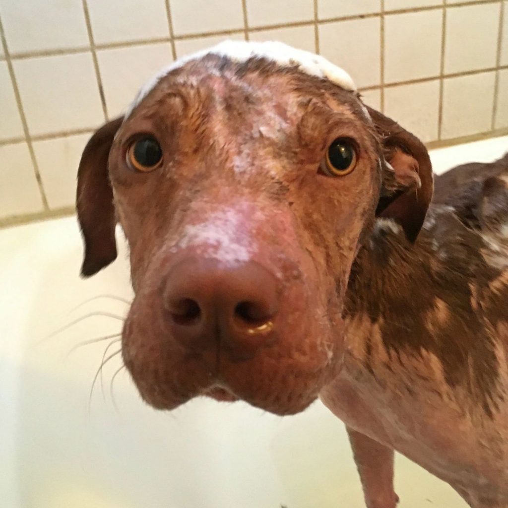 Rescued dog taking a medicated bath at Dogwood Animal Rescue Project